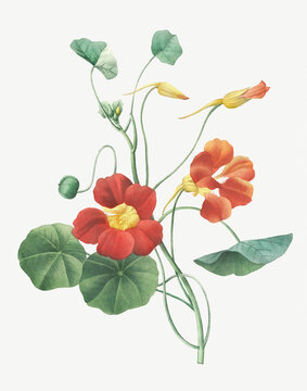 Antique flower illustrations . 

Vintage flower illustration for wall art. 

Botanical Illustrations by  Pierre Joseph Redout&eacute; (1833) 

Digitally enhaced by me

Copyright has expired on this artwork.