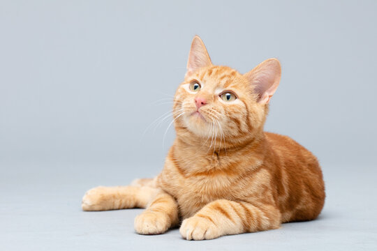 Katze rot, tabby, getigert, Freisteller