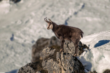 Alpine Chamois looking down to the valley standing on a rock against snowy slopes background. Italian Alps, Piedmont.