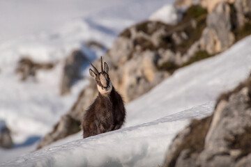 Winter male Alpine chamois or mountain goat (Rupicapra rupicapra) standing on a snowy meadow against rocks mountain background in morning light, Italy, Alps Mountains.
