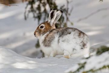 Mountain hare (Lepus timidus), also known as variable hare, white hare or alpine hare, resting in...
