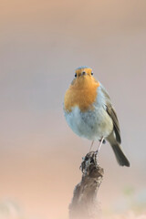 Portrait of wild redbreast (Robin - Erithacus rubecula) looking into the camera, perched on a small branch in warm sunset light, Alps, Italy.