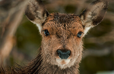 Portrait of cute young red deer (Cervus elpaphus) with bright eyes and wet fur on blurry backgroud,...
