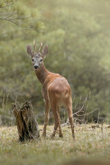 Portrait of European male roe deer (Capreolus capreolus) taken from behind in an alpine forest, Italy