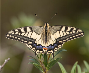 Swallowtail butterfly (Papilio machaon) with spread wings shot from above while feeding on a flower. Ligury, Italy.
