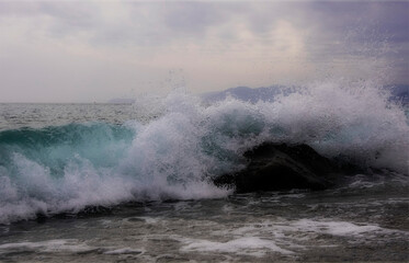 Common raven (Corvus corax) in flight with spread wings against clear blue sky, Italy