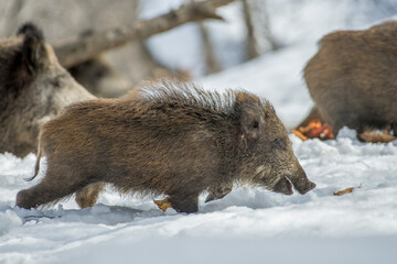 Wild boar cub (Sus scrofa) faces deep snow with great tenacity and some snowflakes remain on his snout - italian Alps