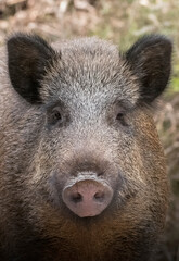 Wild boar (Sus scrofa) face close up, Italian Alps, Ligury,