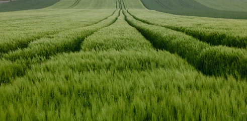 Gardinen champ de céréales au printemps © jef 77