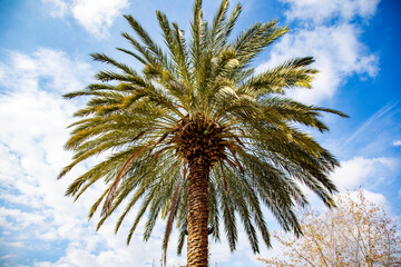 Fototapeta na wymiar palm tree against blue sky