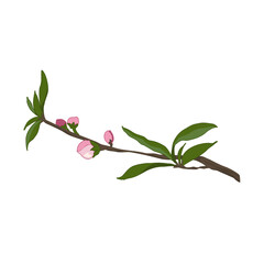 Single peach blossom flower and leaf. Isolated cherry blossom with branches on white background. close up vector pink flower. The color of Vietnamese Tet.   