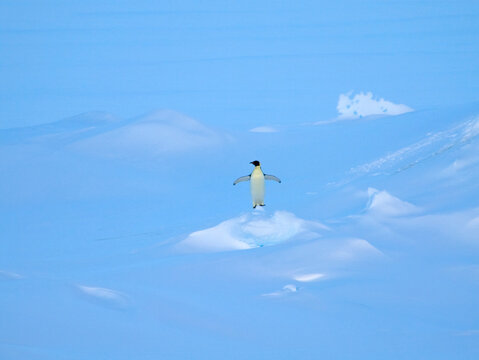 A lone Emperor penguin stretches, far from land on a Ross Sea Iceberg, Antarctica.