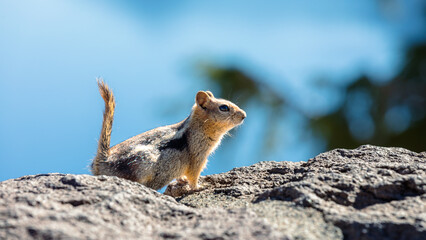 Chipmunk on Crater Lake at Discovery Point in Crater Lake National Park in Oregon