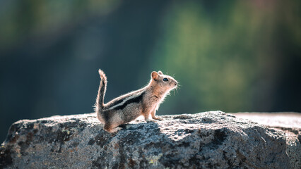 Chipmunk on Crater Lake at Discovery Point in Crater Lake National Park in Oregon