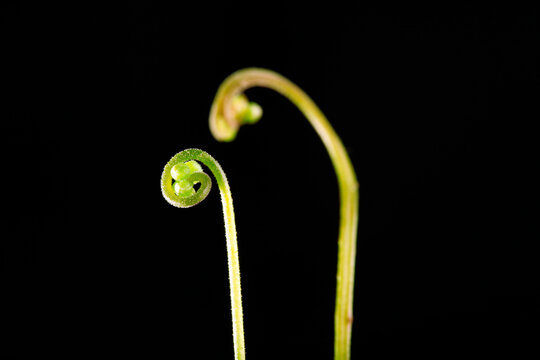 Two sprouts of a sundew plant.