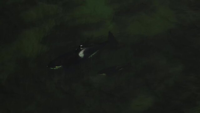 A large killer whale and its cub swim at a shallow depth.