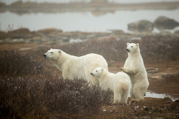Polar Bear and Cubs by Hudson Bay, Manitoba, Canada