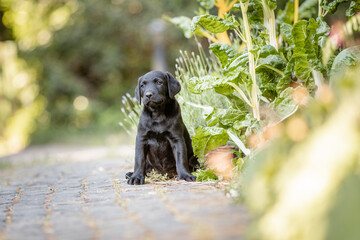 Labrador Hundewelpe im Garten , warmes Sommerwetter