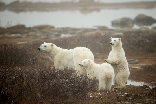 Polar Bear and Cubs by Hudson Bay, Manitoba, Canada