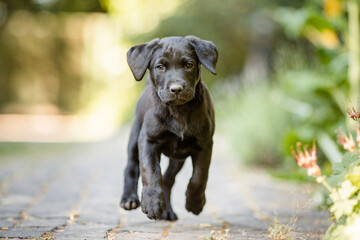 Labrador Hundewelpe im Garten , warmes Sommerwetter