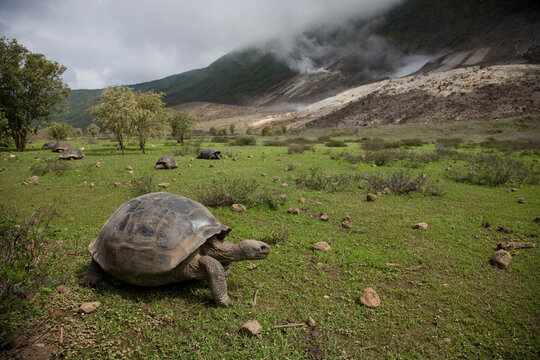 A giant tortoise walks along the floor of Alcedo Volcano in the Galapagos.
