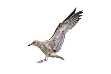 Seagulls flying isolated on transparent background png file. Heuglin's Gull
