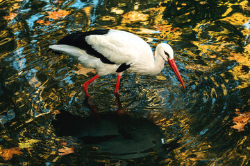 White stork (Ciconia ciconia) bird in pond