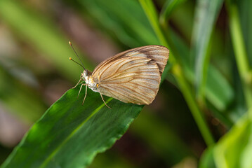 Butterfly, small and beautiful butterfly photographed with a macro lens on leaves in a garden, selective focus.
