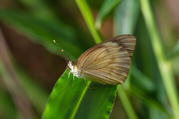 Obraz premium Butterfly, small and beautiful butterfly photographed with a macro lens on leaves in a garden, selective focus.