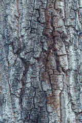 Old tree trunk crust as rough natural organic texture