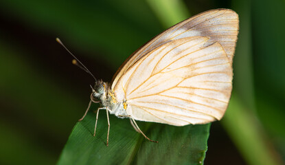 Butterfly, small and beautiful butterfly photographed with a macro lens on leaves in a garden, selective focus.