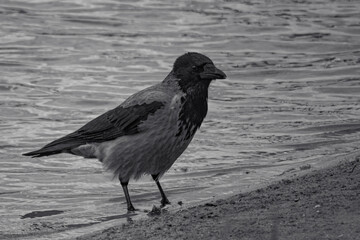bird on the beach