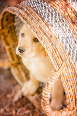 Labrador Welpe im Körbchen,  Sommer, Garten
