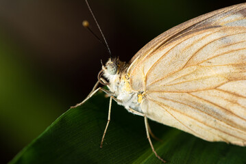 Butterfly, small and beautiful butterfly photographed with a macro lens on leaves in a garden, selective focus.