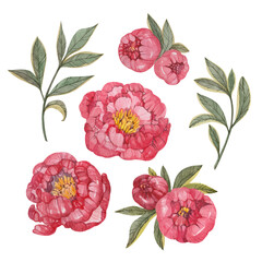 Watercolor floral set with red peonies and leaves isolated on white background.