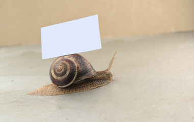 The snail crawls with a white empty banner on the snail house © Mariia Human