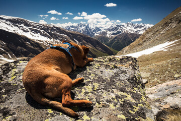 Dog laying on rock in a high alpine area in the High Tauern in Carinthia, Austria!