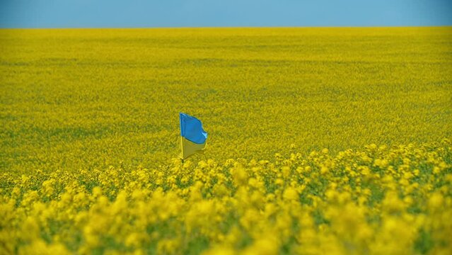 National flag of Ukraine on a blue sky and yellow field background. Ukrainian flag stands on a flagstick and flies in the wind. Slow motion. High quality FullHD footage