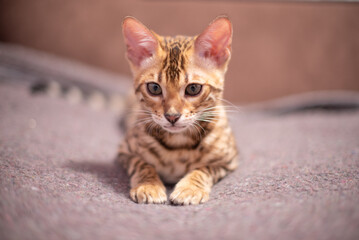 Portrait of bengal kitten . Indoors photo,lovely pet