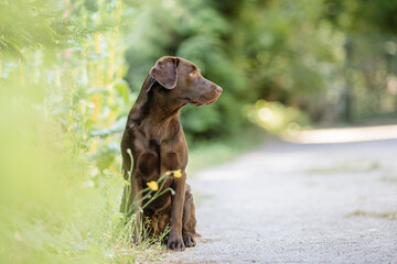 Labrador im Garten, Natur, Sommer