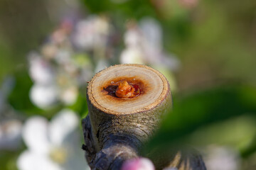 Close-up of gum on a cut branch of a fruit tree. - obrazy, fototapety, plakaty