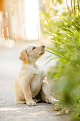 Goldener Labrador bei Auslauf im Garten, Welpen Prägung