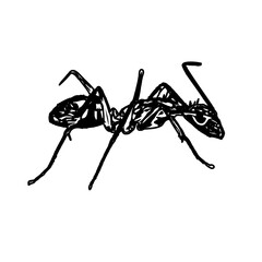 black and white sketch of an ant with a transparent background
