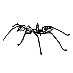 black and white sketch of an ant with a transparent background