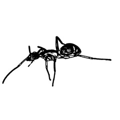 black and white sketch of an ant with a transparent background