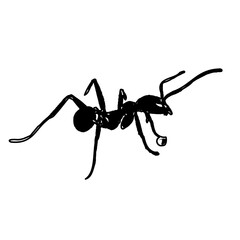 black and white sketch of an ant with a transparent background