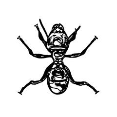 black and white sketch of an ant with a transparent background