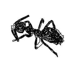 black and white sketch of an ant with a transparent background