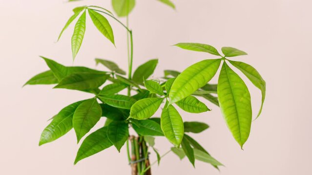 Houseplant - Pachira aquatica a potted plant isolated over beige