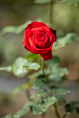 Close up of beautiful rose on blur background. Isolated image of bright  rose on blurred background. Roses bloom in the garden. freshness, space for text, flowers queen of love, valentine symbol.